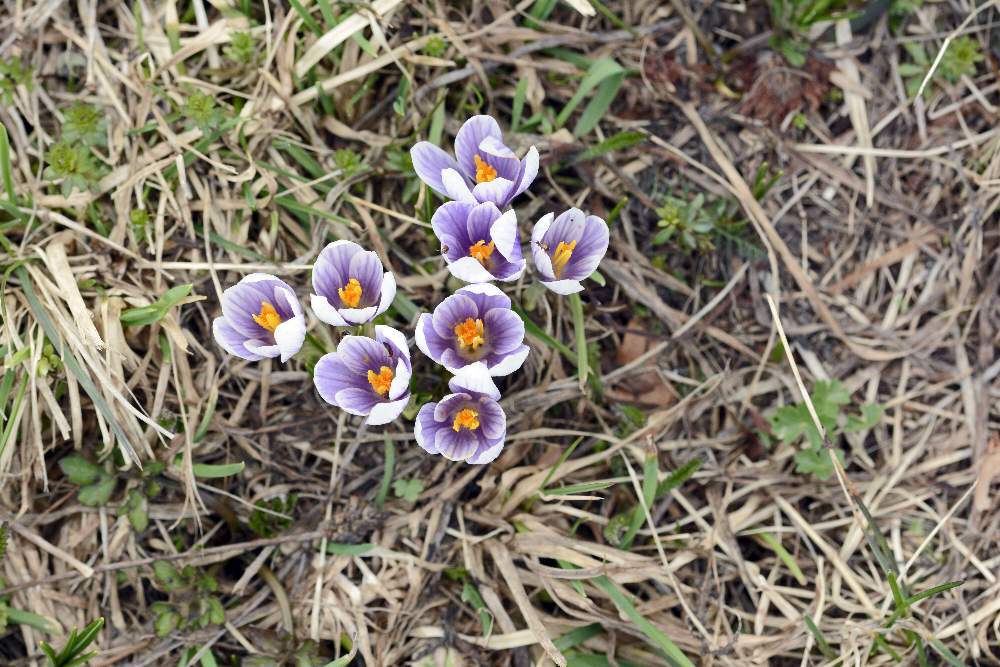 Crocus vernus